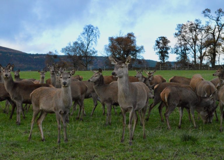 Deer farming in Scotland Scottish Venison Deer farming in Scotland Scottish Venison